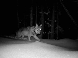 Zoologové nonstop sledují vlky na Šumavě, jejich počet odhadují až na 30 jedinců