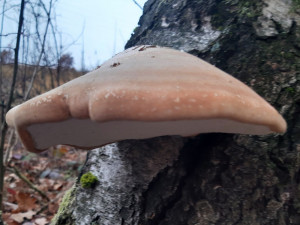 Úchvatný březovník obecný najdete v lese i teď v zimě, jeho léčivé účinky znal i ledový pravěký muž  Ötzi