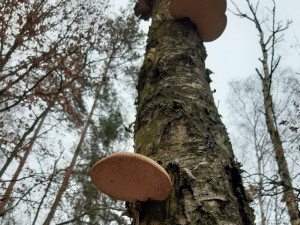 Úchvatný březovník obecný najdete v lese i teď v zimě, jeho léčivé účinky znal i ledový pravěký muž  Ötzi