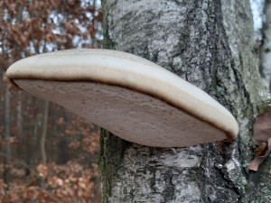 Úchvatný březovník obecný najdete v lese i teď v zimě, jeho velmi léčivé účinky znal i ledový pravěký muž  Ötzi