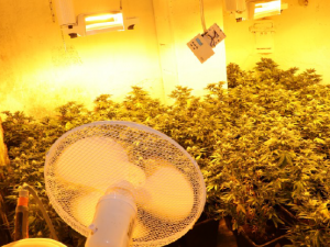 Policie při razii na nelegální pěstírnu marihuany objevila náboje i materiály k výrobě pyrotechniky