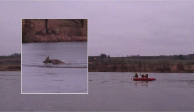 Srnka uvízla v ledové vodě uprostřed rybníku, pomoci ji jeli hasiči ve člunu