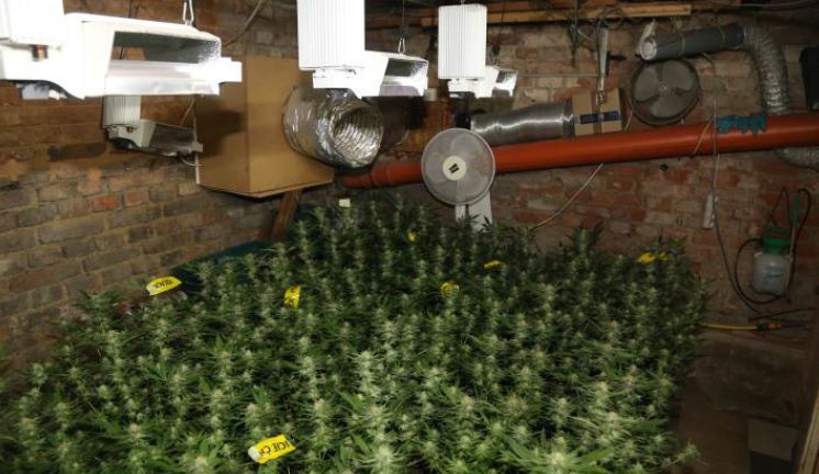 Policie při razii na nelegální pěstírnu marihuany objevila náboje i materiály k výrobě pyrotechniky