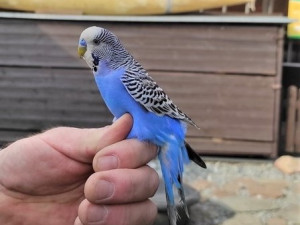 Andulák přistál na hlavě překvapenému kolemjdoucímu