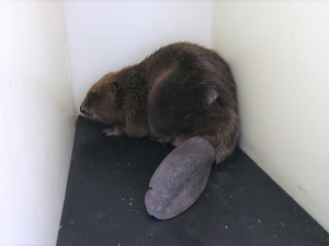 Po Americké třídě i nedaleko pivovaru se potuloval bobr