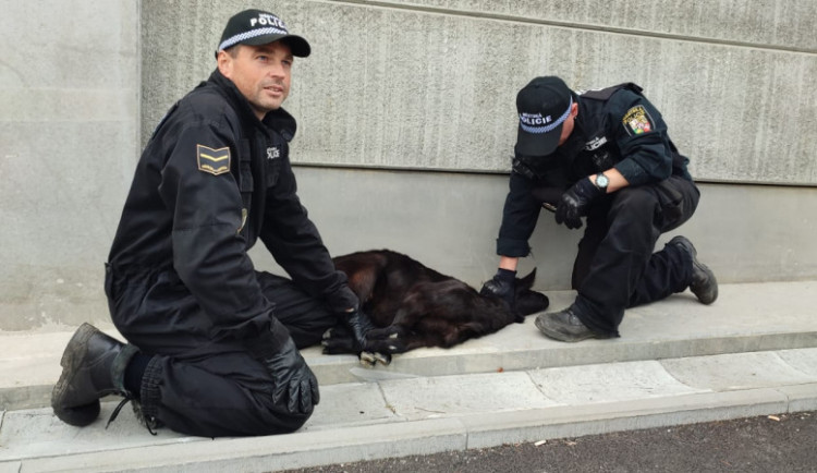 Zatoulané andulky, koza i bobr na Americké. Strážníci loni odchytili přes 600 zvířat