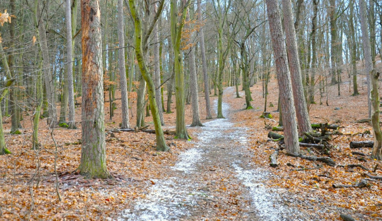 Desítky starých borovic v okolí rybníku Bolevák odumřely kvůli jeho vysychání, teď je město nechá pokácet