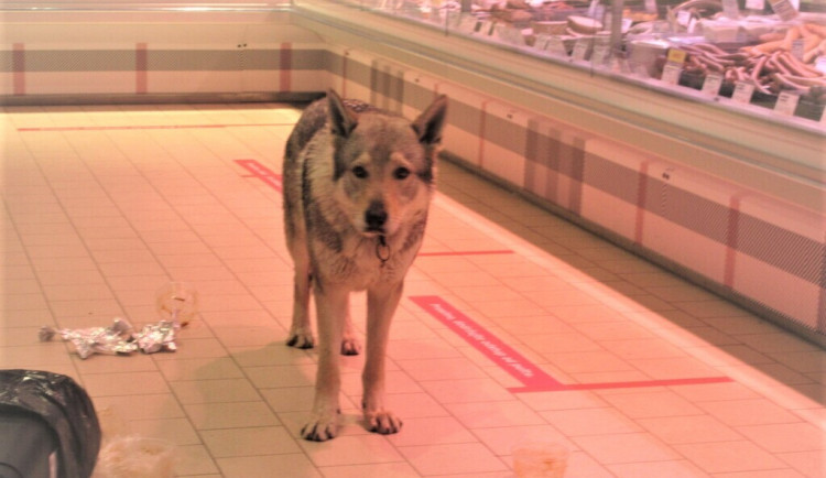 Z výrazu je patrné, že se zvířeti z voňavého obchodu příliš nechtělo