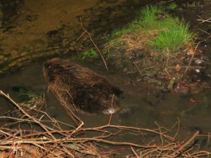 Bobr po střetu s vozidlem vyčkal na příjezd policie, potom slezl do potoka a odplaval