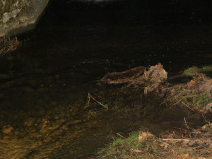 Bobr po střetu s vozidlem vyčkal na příjezd policie, potom slezl do potoka a odplaval