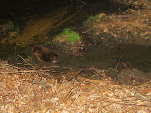 Bobr po střetu s vozidlem vyčkal na příjezd policie, potom slezl do potoka a odplaval