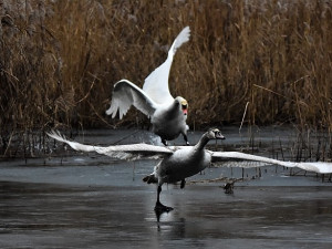Fotografka Gabriela Černá zachytila na úžasných fotografiích boj labutích rodičů o teritorium se svými loňskými mláďaty
