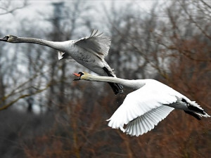 Fotografka Gabriela Černá zachytila na úžasných fotografiích boj labutích rodičů o teritorium se svými loňskými mláďaty
