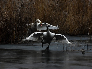 Fotografka Gabriela Černá zachytila na úžasných fotografiích boj labutích rodičů o teritorium se svými loňskými mláďaty