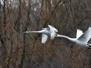 Fotografka Gabriela Černá zachytila na úžasných fotografiích boj labutích rodičů o teritorium se svými loňskými mláďaty