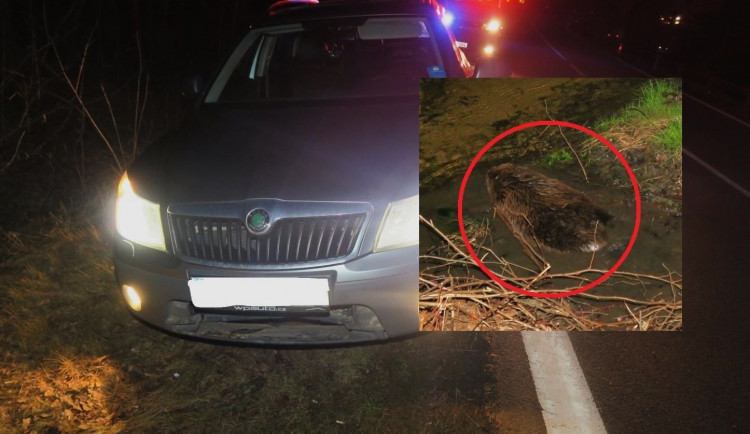 Havarovaný automobil a bobr krátce po střetu s tímto vozidlem