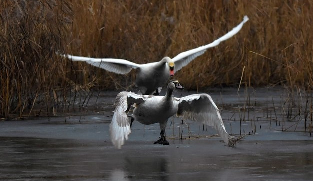Fotografka Gabriela Černá zachytila na úžasných fotografiích boj labutích rodičů o teritorium se svými loňskými mláďaty