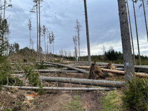Vichřice proměnila lesík na jižním Plzeňsku v jednu velkou mýtinu, na místě leží desítky popadaných stromů