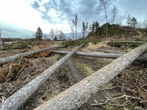 Vichřice změnila lesík na jižním Plzeňsku v jednu velkou mýtinu, na místě leží desítky stromů