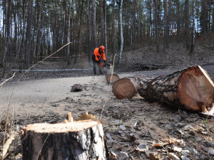 Silný vítr poničil stromy v městských lesích, pokácet se musí 8 000 dřevin