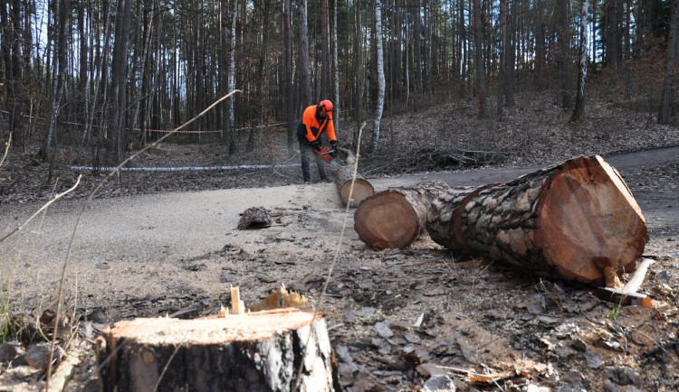 Silný vítr zdevastoval stromy v městských lesích, pokácet se musí 8 000 dřevin