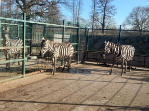 Dvě nové zebry přijely z Polska do plzeňské zoo, zatím se rozkoukávají v odděleném výběhu
