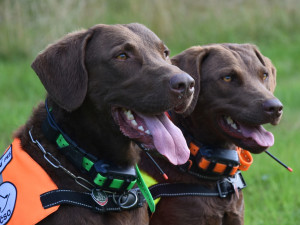 Psá jednotka vycvičená k vyhledávání otrávených návnad i jejich obětí