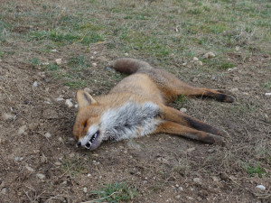 Jedna otrávená liška nalezená na Klatovsku
