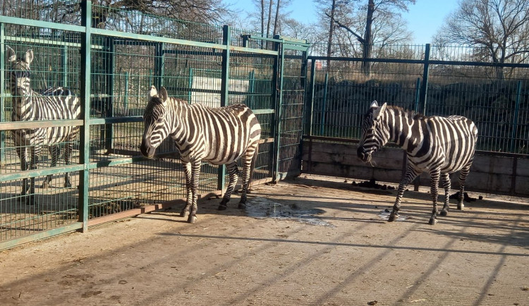 Dvě nové zebry přijely z Polska do plzeňské zoo, zatím se rozkoukávají v odděleném výběhu