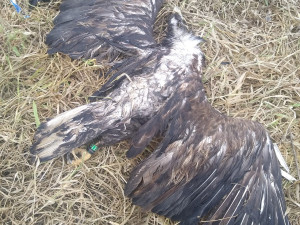 Slavný orel Pařátek zahynul v Polsku za záhadných okolností, ukradli mu i vysílačku na sledování polohy