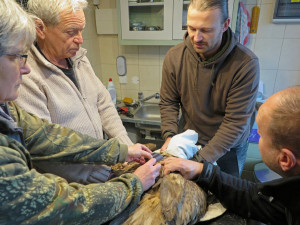 Slavný orel Pařátek zahynul v Polsku za záhadných okolností, ukradli mu i vysílačku na sledování polohy
