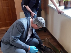 Příprava uhynulého orla na cestu do Česka