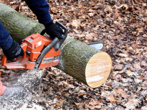 Padající strom při kácení zasáhl jednoho muže, ten zemřel na místě na následky těžkého zranění