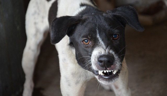 Veterináři varují: Psi neznámého původu z Ukrajiny mohou do ČR zavléct vzteklinu