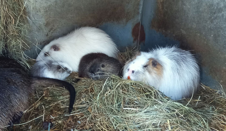Až po příchodu nové krve se podařilo plzeňské zoo rozmnožit přeštické nutrie