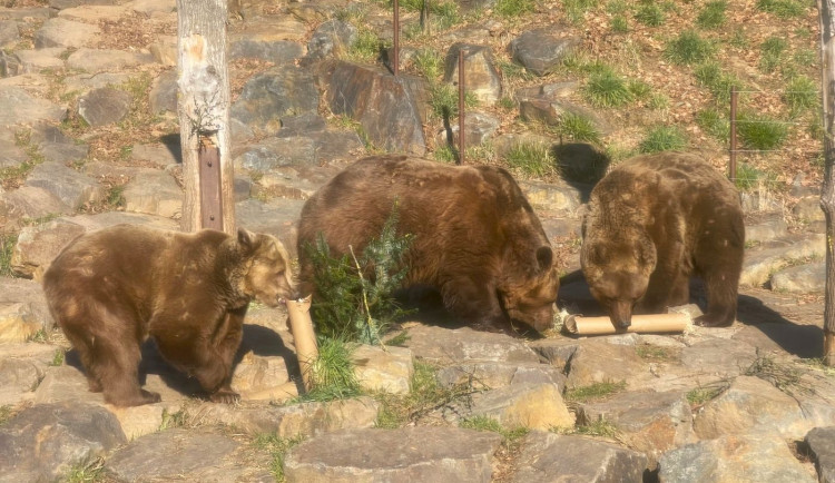 Po třech měsících zimního spánku se probudili v plzeňské zoo i slavní medvědi z filmových večerníčků