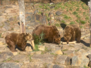 Po třech měsících zimního spánku se probudili v plzeňské zoo i slavní medvědi z filmových večerníčků