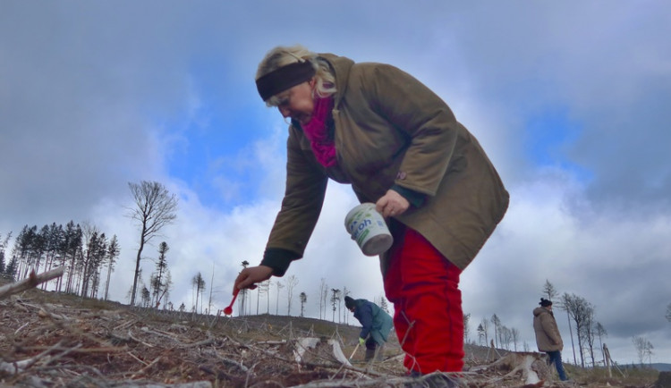Vojenské lesy se letos zaměří na obnovu brdských hvozdů, které zdecimovala kůrovcová kalamita