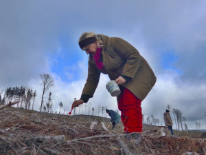 Vojenské lesy se letos zaměří na obnovu brdských hvozdů, které zdecimovala kůrovcová kalamita
