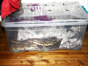 Drogový dealer ukrýval doma pervitin na dně krabice, ve které choval hada