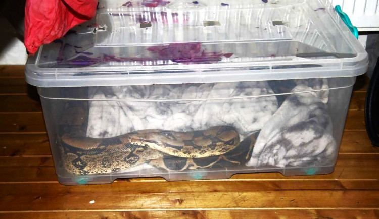 Drogový dealer ukrýval doma pervitin na dně krabice, ve které choval velkého hada