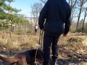 Hrůzný nález v lese, náhodní svědci tam objevili kosterní pozůstatky neznámého člověka