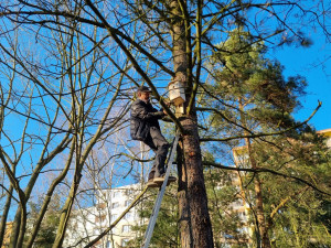 Sýkorkám či vrabcům budou na území prvního obvodu sloužit desítky nových budek