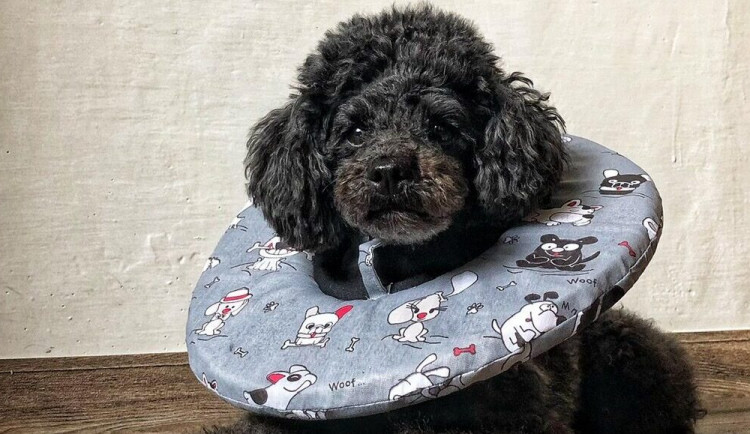 Například projekt VETlímce slaví velký úspěch.