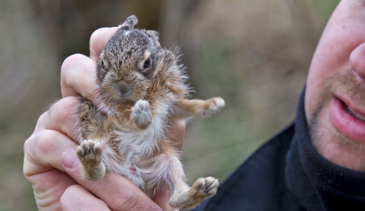 Zdánlivě opuštěná mláďata zajíců se teď vyskytují i ve městech, rozhodně se je nesnažte zachraňovat