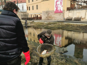 Koi kapři a ostroretky na čas upustí Mlýnskou strouhu, jezírko prochází jarním úklidem
