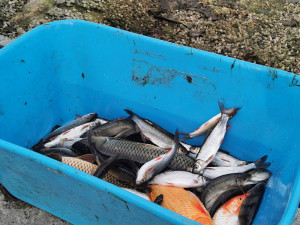 Koi kapři a ostroretky na čas upustí Mlýnskou strouhu, jezírko prochází jarním úklidem