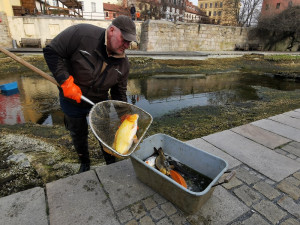 Koi kapři a ostroretky na čas upustí Mlýnskou strouhu, jezírko prochází jarním úklidem