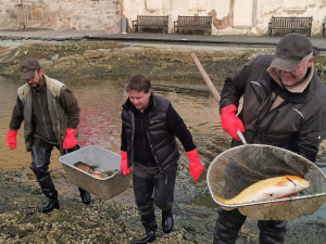 Koi kapři a ostroretky na čas upustí Mlýnskou strouhu, jezírko prochází jarním úklidem