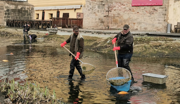 Koi kapři a ostroretky na čas upustí Mlýnskou strouhu, jezírko prochází jarním úklidem